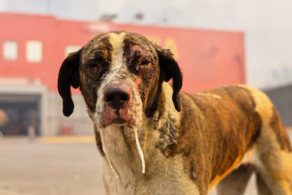 Animal afectado por incendios